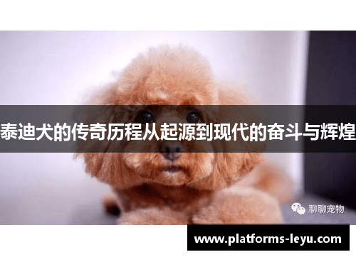 泰迪犬的传奇历程从起源到现代的奋斗与辉煌